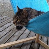 猫のためのいろいろな自作ハンモック製作事例