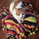 裁縫できなくてもOK!手作りの猫ベッドのDIYアイディア9選