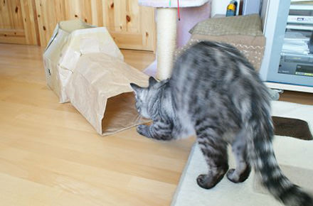 猫が遊べる手作りキャットトンネルのアイディア3選 ネコモノ帳