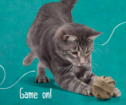 猫のための手作りおもちゃのアイディア5選 ネコモノ帳