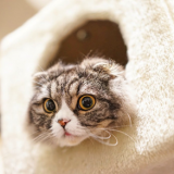 いろいろな猫用ホットカーペットの種類と特徴
