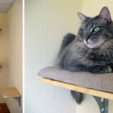 いつか作ってみたい自作キャットウォークの事例10選