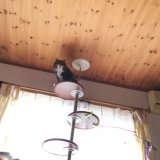 はじめて猫と暮らす人のためのキャットタワーの選び方