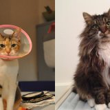 猫2匹と暮らすのにかかった年間費用(2015年版)