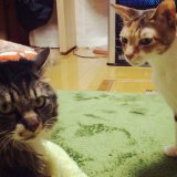 二匹の猫にかかった2016年の年間費用とコスト節約のポイント