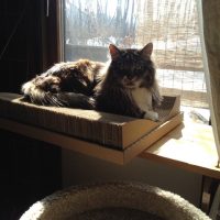 板と麻紐で簡単に作れる猫用ウィンドウベッドの作り方